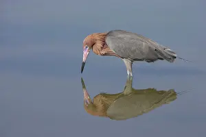 Rufescens: Reddish Egret - fishing