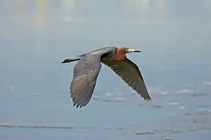 Rufescens: Reddish Egret - in flight