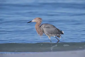 150617: Reddish Egret in Florida