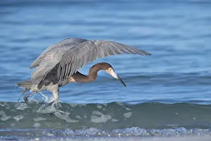 150617: Reddish Egret in Florida