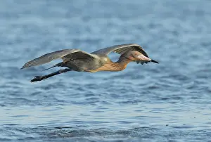 150617: Reddish Egret in Florida