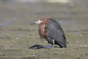 Folded: Reddish Egret - resting with legs folded