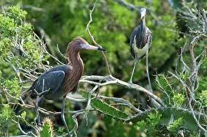 Egrets: Reddish Egret and Tricolored Heron