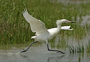 Rufescens: Reddish Egret - white morph