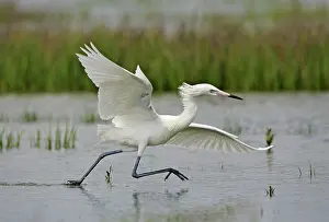 Rufescens: Reddish Egret - white morph