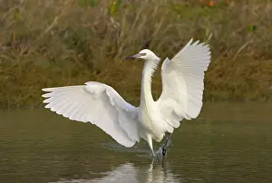 Rufescens: Reddish Egret - white morph dancing