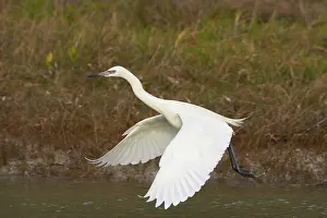 Rufescens: Reddish Egret - white morph dancing