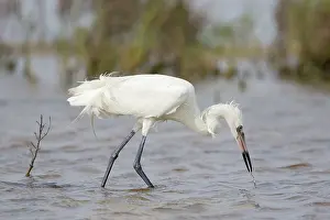 Morph: Reddish Egret - white morph fishing