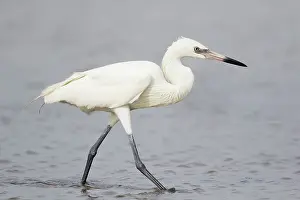 Morph: Reddish Egret - white morph fishing