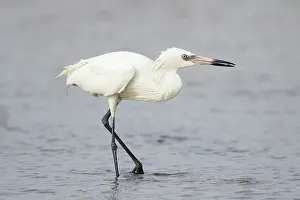 Morph: Reddish Egret - white morph fishing