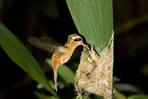 Phaethornis: Reddish Hermit feeding young in nest