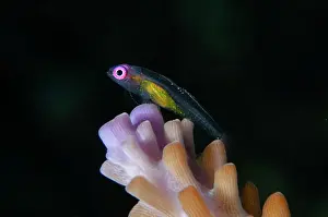 Bryaninops: Redeye Hovering Goby - by coral, Acropora sp - Batu