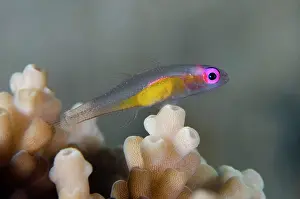 Bryaninops: Redeye Hovering Goby - on Staghorn Coral (Acropora sp) - Pos