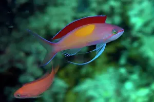 Anthias: Redfin Anthias