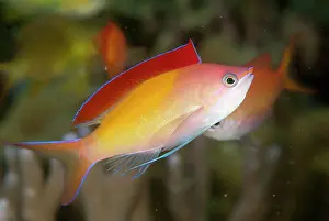 Anthias: Redfin Anthias