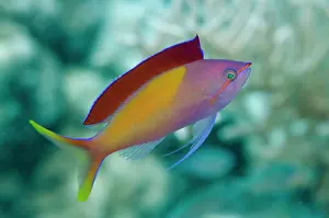 Anthias: Redfin Anthias