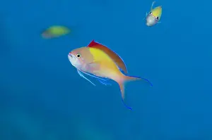 Anthias: Redfin Anthias - with fin extended - Pyramids