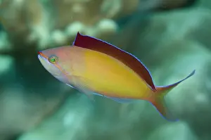 Anthias: Redfin Anthias (Pseudanthias dispar), with fin extended