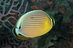 Redfin: Redfin Butterflyfish