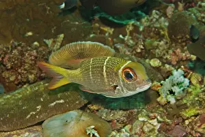 Redfin: Redfin Emperor - Rarely exceeds 30cm in length