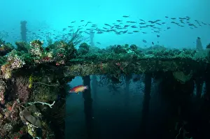 Redfin: Redfin Hogfish - with fish school and wreck in background