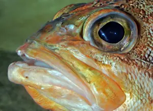 Marinus: Redfish