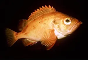 Fins: REDFISH