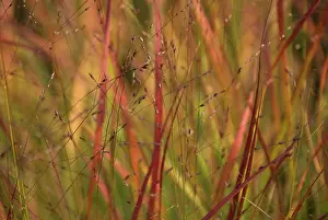 Virgatum: Redgrass