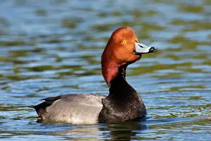 Redhead: Redhead