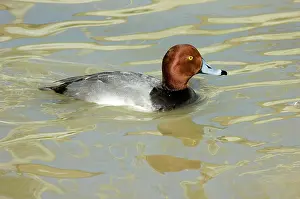 Redhead: Redhead