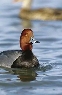 Drakes: Redhead