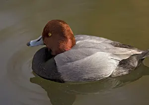 Pochards: Redhead / American Pochard Duck