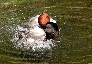 Redhead: Redhead (Aythya americana)