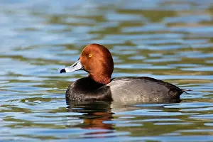 Redhead: Redhead Duck