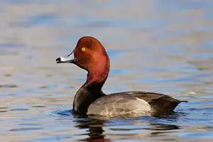 Redhead: Redhead Duck