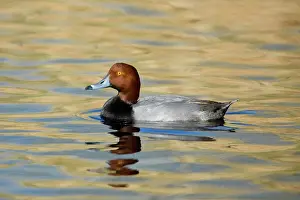 Aythya: Redhead Duck (A. americana) male