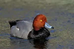 Redhead: Redhead duck - Male