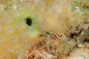 Stripe: Redhead Dwarfgoby by hole in coral