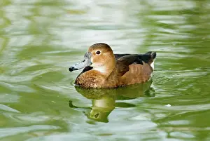 Redhead: Redhead female