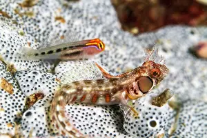 Blenny: Redhead Goby - Browncheek Blenny