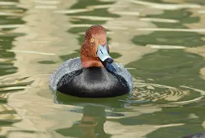 Aythya: Redhead Male