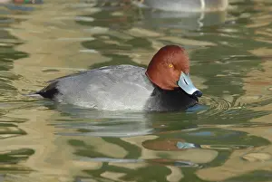 Aythya: Redhead Male