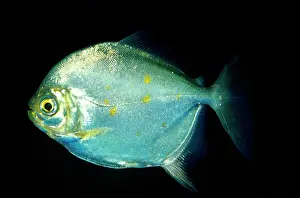 Dollar: Redhook / SILVER DOLLAR Fish