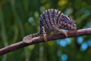Hundred: Rediscovered chameleon species after more than 100