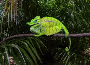 Hundred: Rediscovered chameleon species, after more than