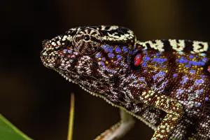 Adaption: Rediscovered female voeltzkow's chameleon (Furcifer