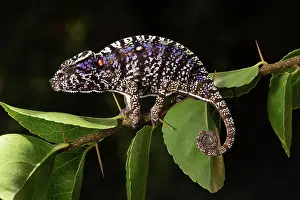 Adaption: Rediscovered female voeltzkow's chameleon (Furcifer