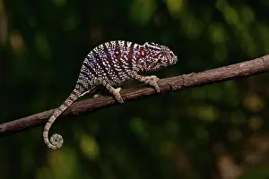 Adaption: Rediscovered female voeltzkow's chameleon (Furcifer
