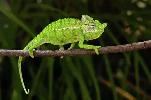 Adaption: Rediscovered male voeltzkow's chameleon (Furcifer