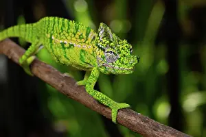 Adaption: Rediscovered male voeltzkow's chameleon (Furcifer